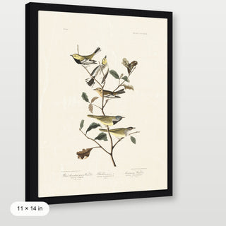 Audubon - Black Throated Warbler