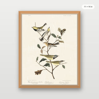 Audubon - Black Throated Warbler