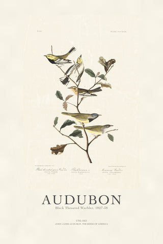 Audubon - Black Throated Warbler