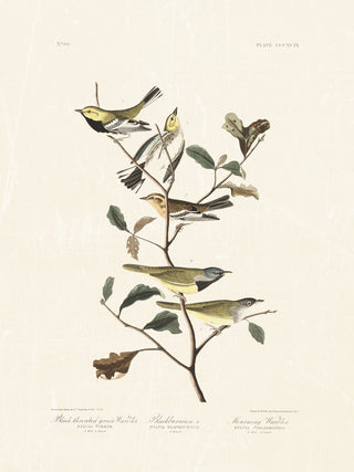 Audubon - Black Throated Warbler