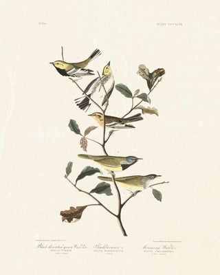 Audubon - Black Throated Warbler