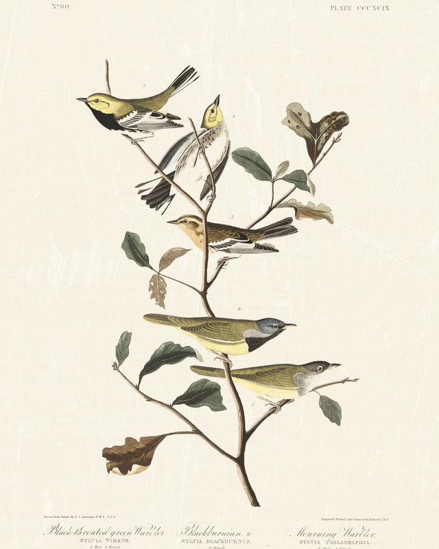 Audubon - Black Throated Warbler, Full Bleed