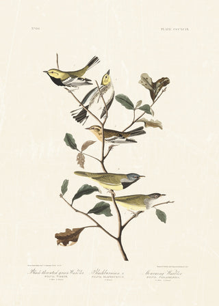 Audubon - Black Throated Warbler