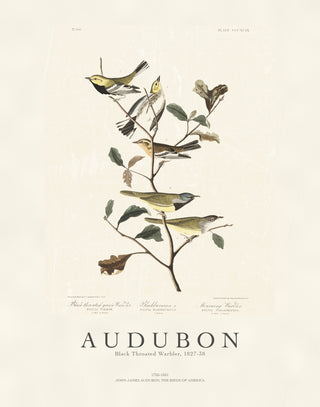 Audubon - Black Throated Warbler