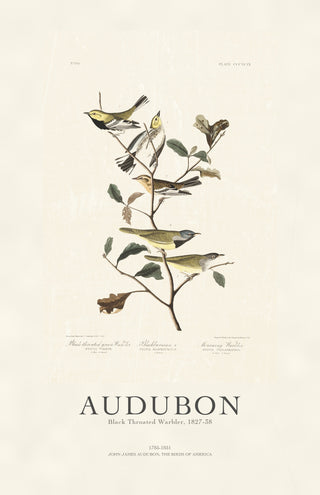 Audubon - Black Throated Warbler