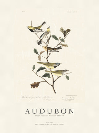 Audubon - Black Throated Warbler