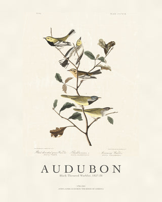Audubon - Black Throated Warbler
