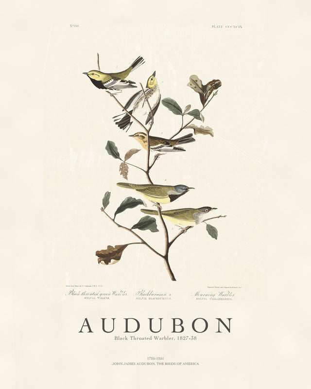 Audubon - Black Throated Warbler, Gallery Style