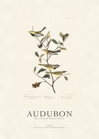 Audubon - Black Throated Warbler
