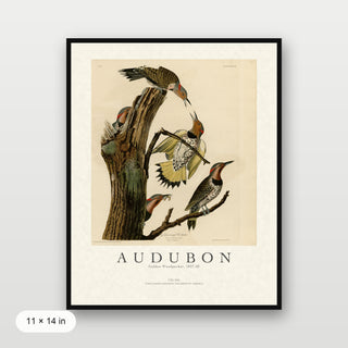 Audubon - Golden Woodpecker