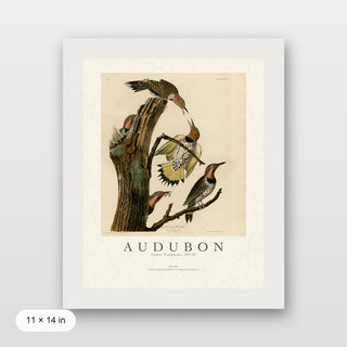 Audubon - Golden Woodpecker