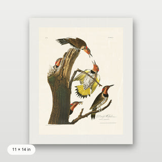 Audubon - Golden Woodpecker