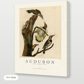 Audubon - Golden Woodpecker