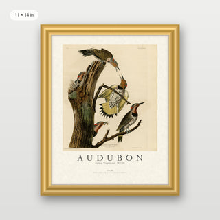 Audubon - Golden Woodpecker