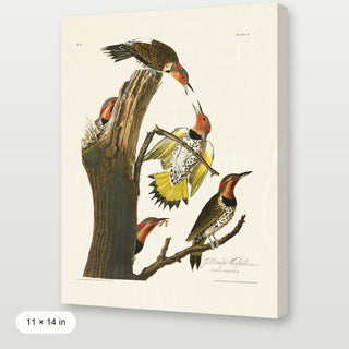 Audubon - Golden Woodpecker