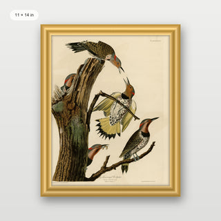 Audubon - Golden Woodpecker