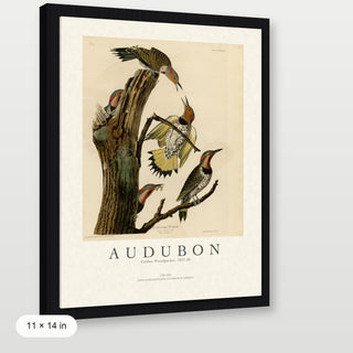 Audubon - Golden Woodpecker