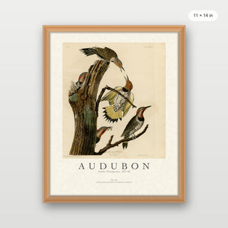 Audubon - Golden Woodpecker