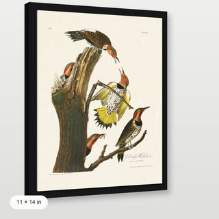 Audubon - Golden Woodpecker