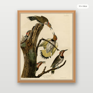 Audubon - Golden Woodpecker