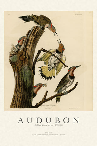 Audubon - Golden Woodpecker