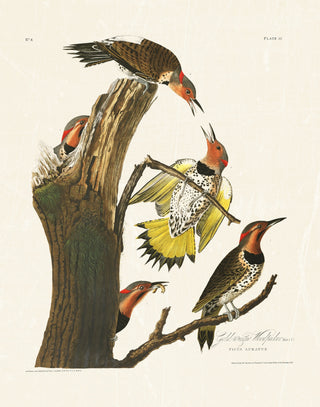 Audubon - Golden Woodpecker