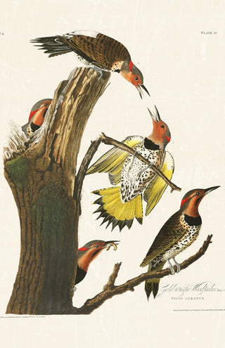 Audubon - Golden Woodpecker