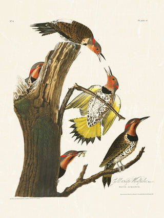 Audubon - Golden Woodpecker