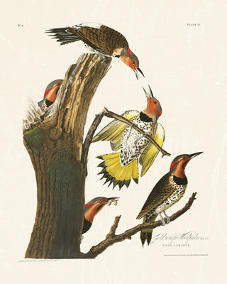 Audubon - Golden Woodpecker