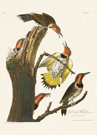 Audubon - Golden Woodpecker