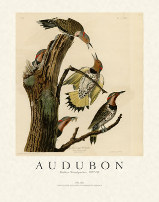 Audubon - Golden Woodpecker