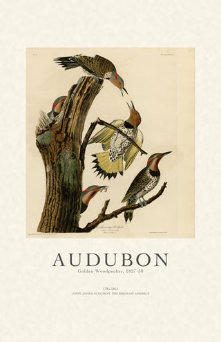 Audubon - Golden Woodpecker