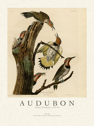 Audubon - Golden Woodpecker