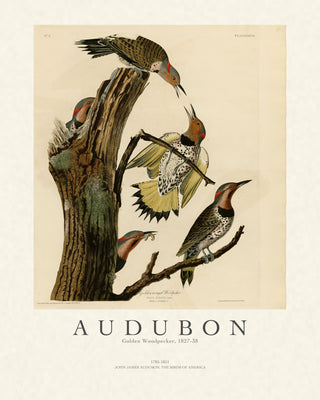 Audubon - Golden Woodpecker