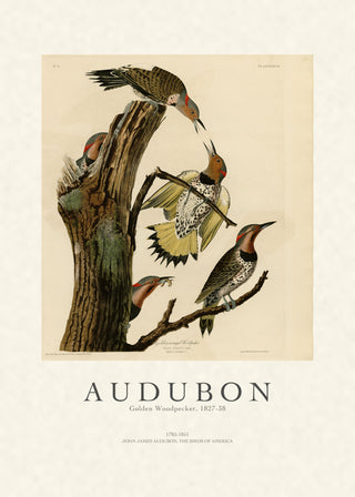 Audubon - Golden Woodpecker