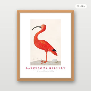 Barcelona Gallery - Ibis