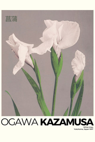 Kazamusa - Irises