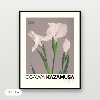 Kazamusa - Irises