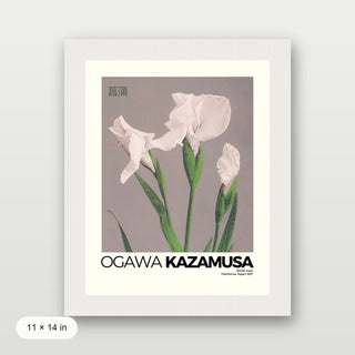 Kazamusa - Irises