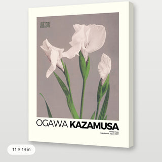 Kazamusa - Irises