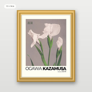 Kazumasa - Irises