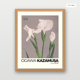 Kazumasa - Irises