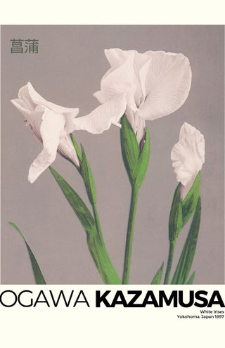 Kazamusa - Irises