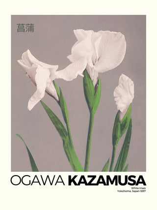Kazamusa - Irises