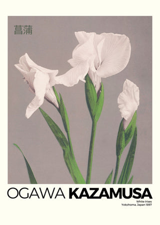 Kazamusa - Irises