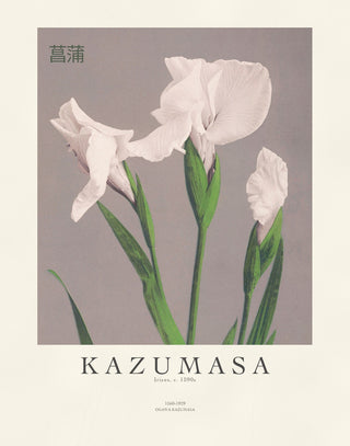 Kazumasa - Irises