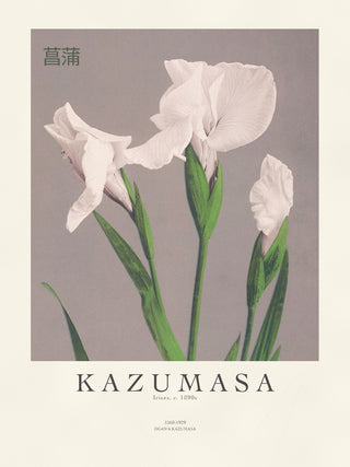 Kazumasa - Irises