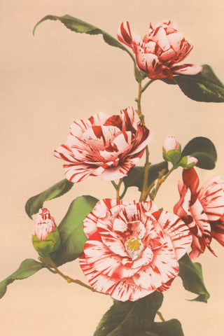 Kazamusa - Camelias