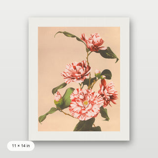 Kazamusa - Camelias