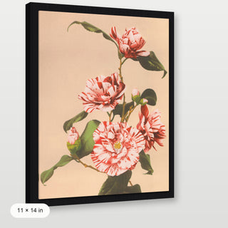 Kazamusa - Camelias